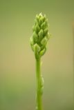 ND5_6210F bergnachtorchis (Platanthera chlorantha, Greater butterfly-orchid).jpg