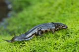 ND5_0188F kleine watersalamander mn. (Lissotriton vulgaris (synoniem Triturus vulgaris), Smooth Newt male).jpg