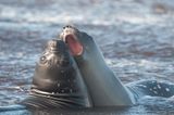 300_9715F zuidelijke zee-olifant (Mirounga leonina, Southern elephant seal).jpg