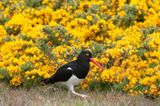 300_6688F magelhaenscholekster (Haematopus leucopodus, Magellanic oystercatcher).jpg