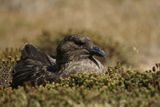 DSC01004F subantarctische grote jager (Catharacta antarctica, Falkland Skua).jpg