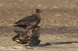 DSC_8675F subantarctische grote jager (Catharacta antarctica, Falkland Skua).jpg