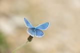 ND5_3045F adonisblauwtje (Lysandra bellargus, Adonis blue).jpg