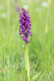 ND5_2784F brede orchis (Dactylorhiza majalis).jpg