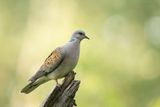 ND5_5552F zomertortel (Streptopelia turtur, European turtle dove).jpg
