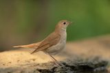 ND5_5679F nachtegaal (Luscinia megarhynchos, Common Nightingale).jpg