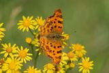 ND5_7295F gehakkelde aurelia (Polygonia c-album, Comma).jpg