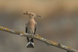 ND5_7869F hop (Upupa epops, Eurasian Hoopoe).jpg