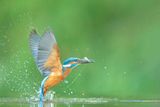 ND5_8758F ijsvogel (Alcedo atthis, Kingfisher).jpg
