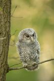 ND5_1376F  juv. bosuil (Strix aluco, Tawny Owl).jpg