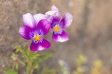 D4S_4455F driekleurig viooltje (Viola tricolor, wild pansy).jpg