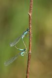 ND5_4091F paringswiel lantaarntje (Ischnura elegans, Blue-tailed Damselfly).jpg
