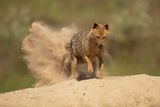 ND5_4490F goudjakhals of gewone jakhals (Canis aureus, Golden jackal).jpg