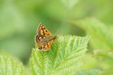 ND5_8610F bont dikkopje (Carterocephalus palaemon, Chequered Skipper).jpg