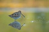 ND5_1889F watersnip (Gallinago gallinago, Common Snipe).jpg