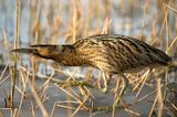 D4S_9102F roerdomp (Botaurus stellaris, Eurasian Bittern).jpg
