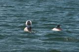 300_6843F kortsnuitdolfijn of Commersons dolfijn (Cephalorhynchus commersonii, Commersons dolphin).jpg
