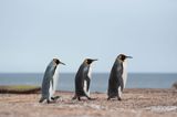 700_8372F koningspinguin (Aptenodytes patagonicus, King Penguin).jpg