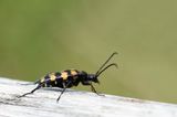 700_1088F gevlekte smalboktor (Leptura quadrifasciata,  Four-banded longhorn beetle).jpg