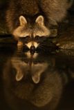 Z63_0546F wasbeer (Procyon lotor, Raccoon).jpg