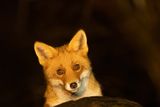 Z63_0460F vos (Vulpes vulpes, Red Fox).jpg