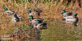 mallard drakes gathering