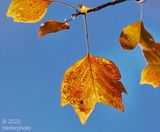 (young) tulip tree leaf transformation