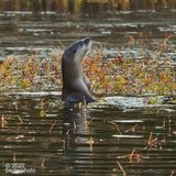 river otter ...fishing in Jericho Park ponds with partner