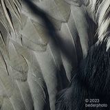 heron  featherscape 