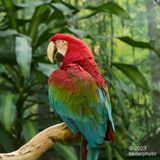 green winged macaws