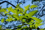 spring Salmonberry foliage (backlit)