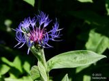 Centaurea Montana (again)