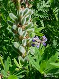 new post-bloom Lupine seed pods