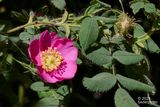 wild rose