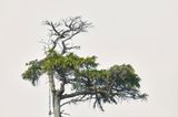 cedar survival at treetop