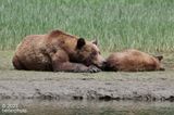 mom and cub choose to snooze