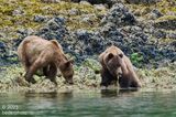 next morning...two more grizzlies eating herring eggs