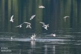 gull excitement over herring event