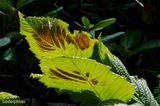climate stressed Rogersia leaves