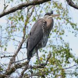 (probably) a juvenile heron