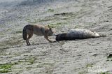 coyote struggling to feed on seal carcass
