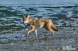 coyote warily departing scavenging site
