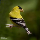 american goldfinch...busy feeding