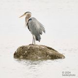 Great Blue Heron...Goose Spit Park, Comox