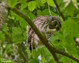Barred Owl...scratching (?)