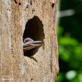 hungry baby chattering for food