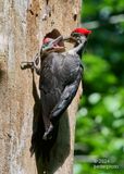male parent prepares to feed baby..