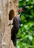 father with  grubs for baby
