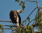 preening done...surveillance resumed