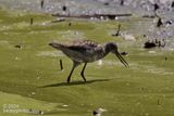 (lesser ?) Yellowlegs